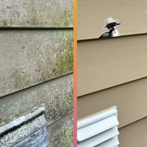 Before and after — green algae and organic staining soft-washed off siding, back to an even, clean finish