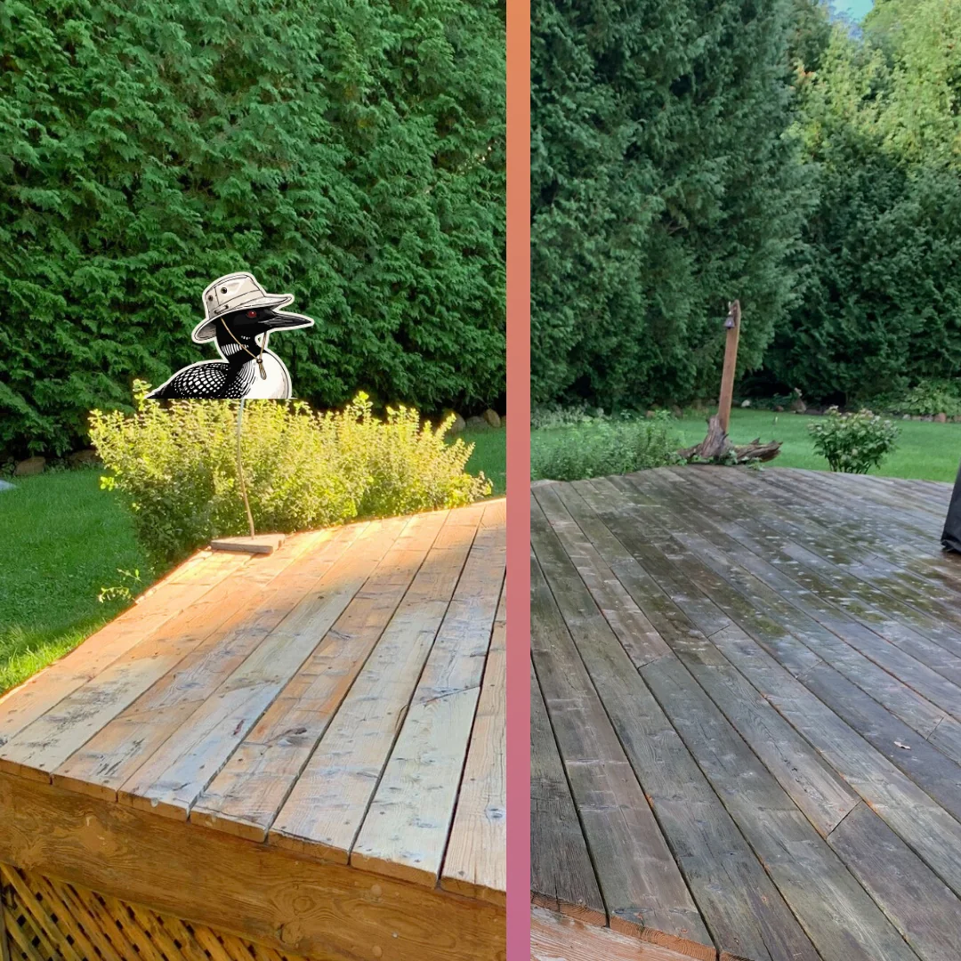 Before and after — A cedar deck brought back from green-grey weathering to warm, even boards — the untouched half on the right is where it started.