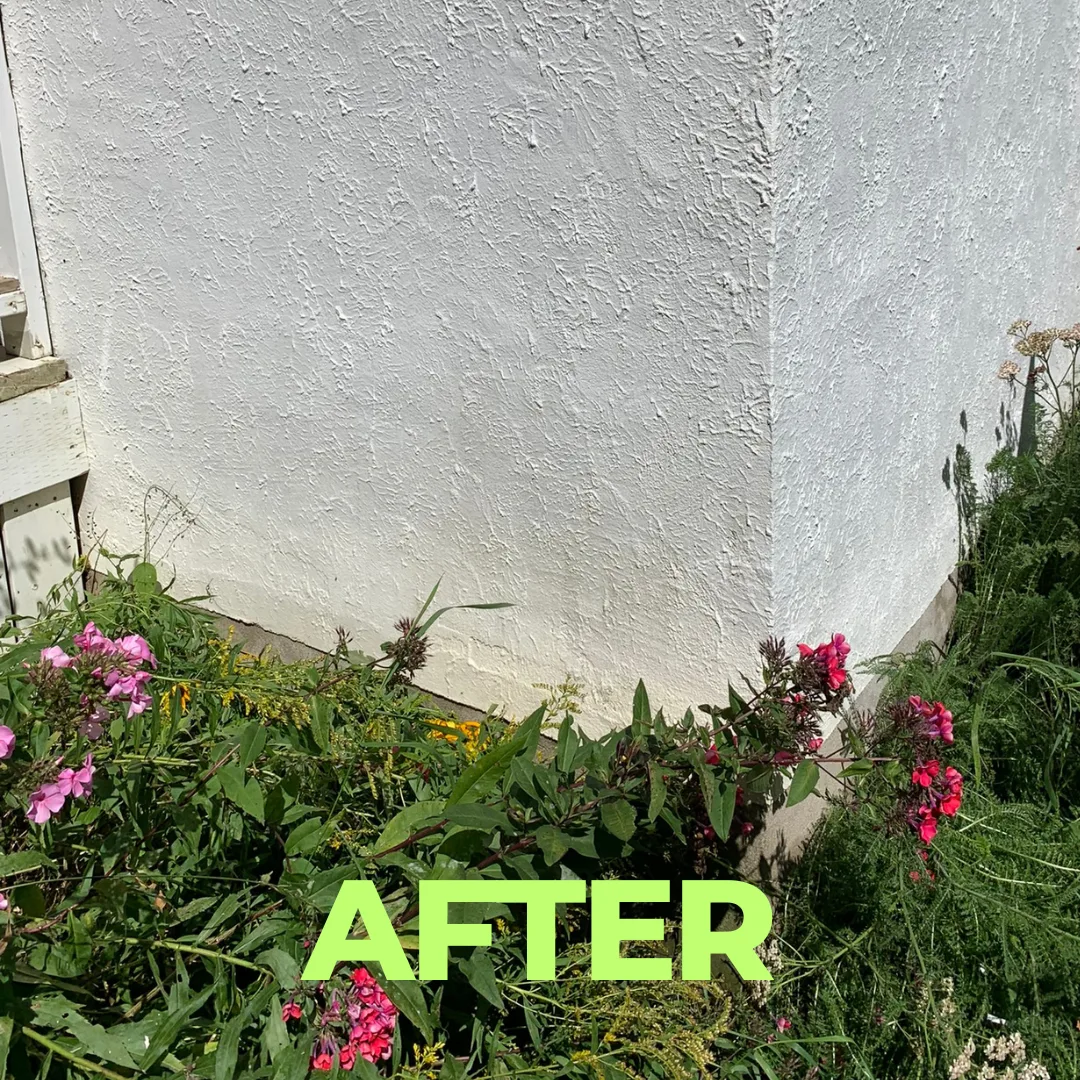 After — Green algae lifted off stucco with a low-pressure soft wash — flower bed untouched.