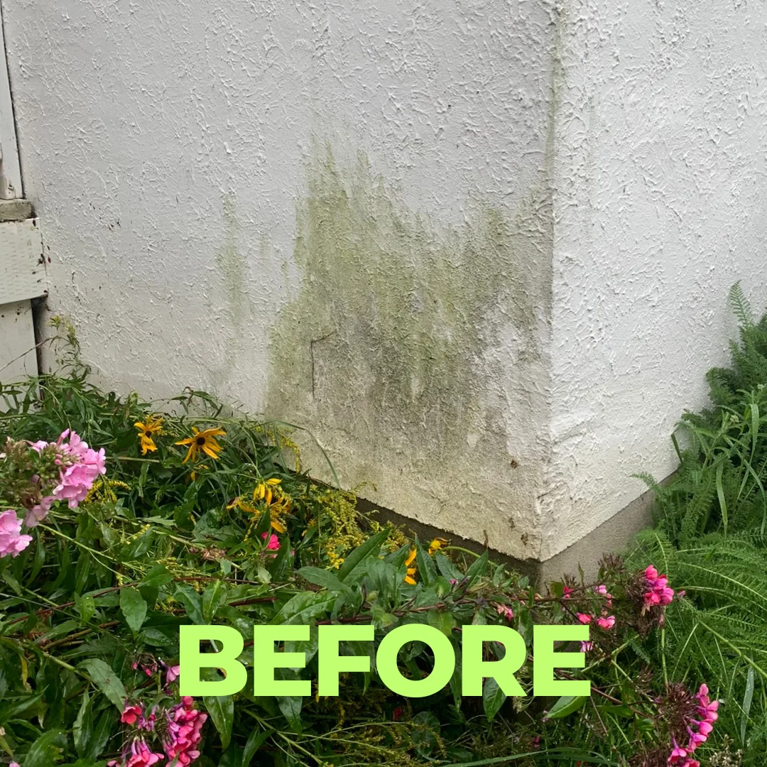 Before — Green algae lifted off stucco with a low-pressure soft wash — flower bed untouched.