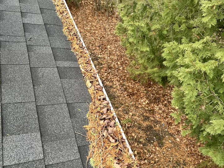 An eavestrough filled end to end with cedar needles and dead leaves, level with the top of the trough, beside a mature cedar