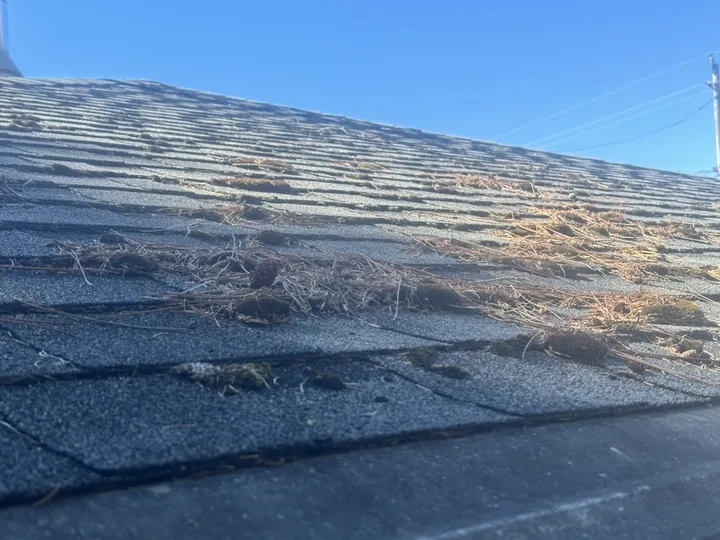 Asphalt shingles carrying a mat of moss and pine needles along the valley of a roof