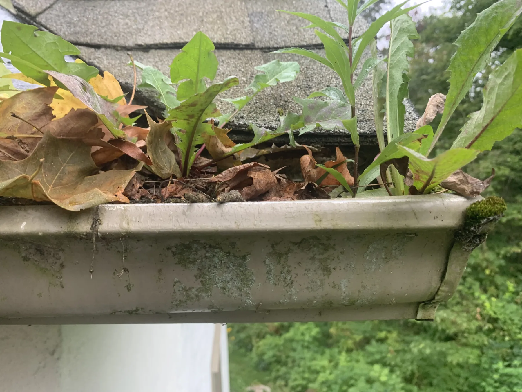Dandelions and weeds growing in a neglected, leaf-packed eavestrough, with green algae streaking down the gutter face — a real Simcoe County gutter.