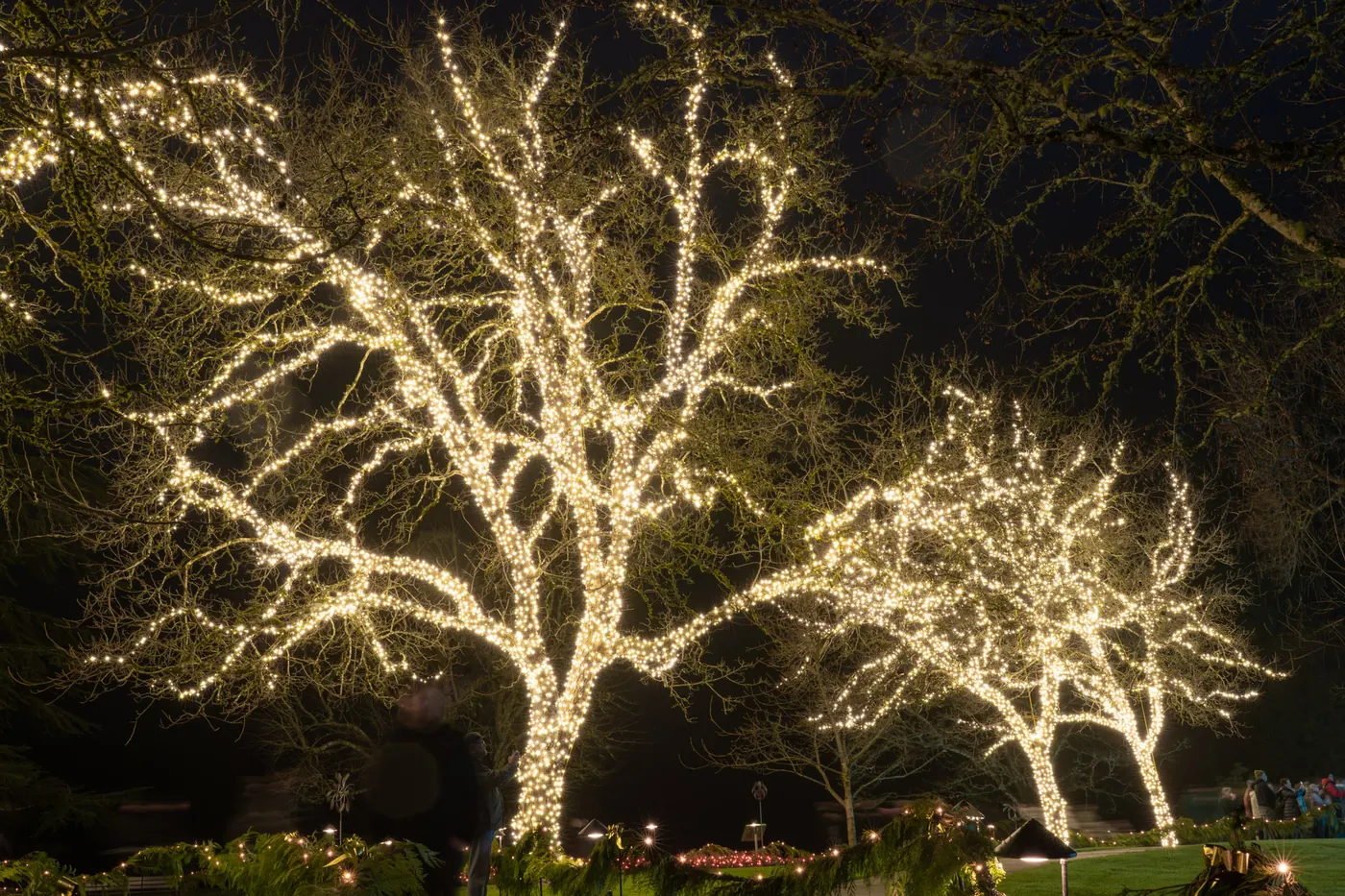 Mature deciduous trees wrapped trunk-to-branch in warm-white mini lights on a commercial property